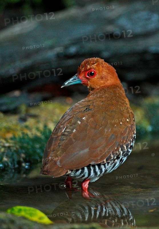 Red-legged Crake