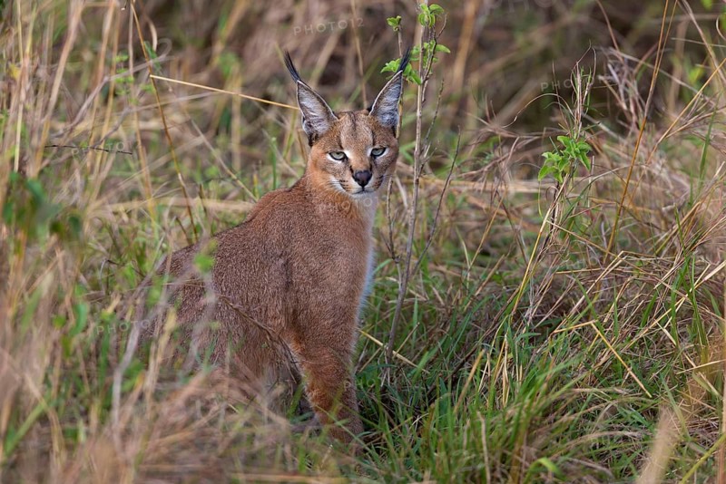 Caracal