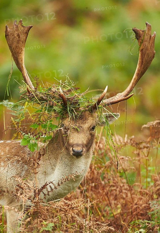 Fallow deer