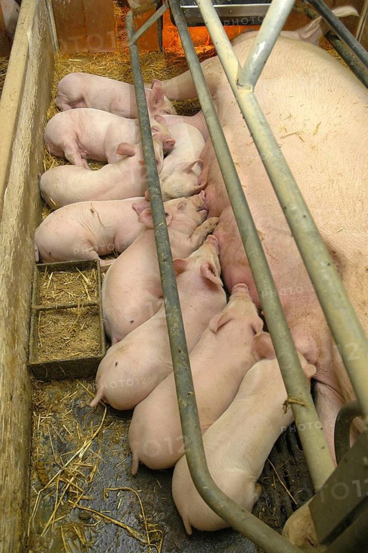 Domestic pig