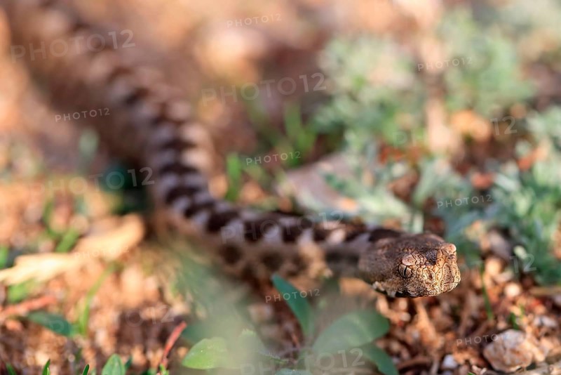 European horned viper
