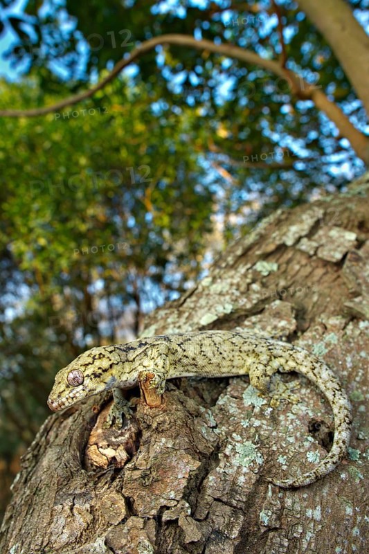Adult Wahlberg's Velvet Gecko