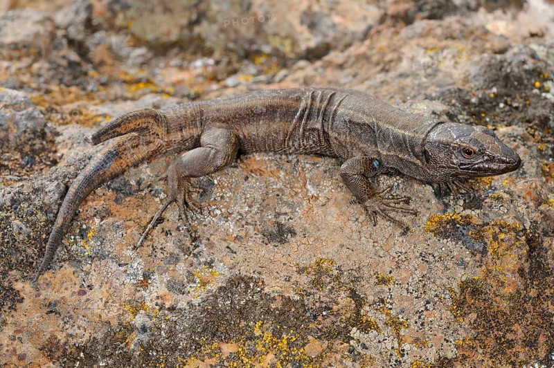 Small Canary Island Lizard