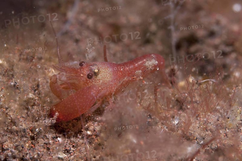 Bang Crab