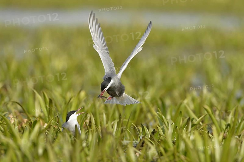 Whiskered Tern