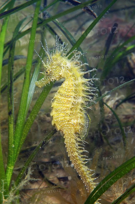 Long-snouted Seahorse