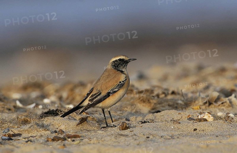 Desert Wheatear