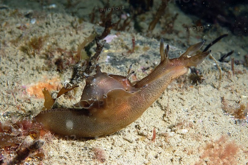 Spotted sea-hare