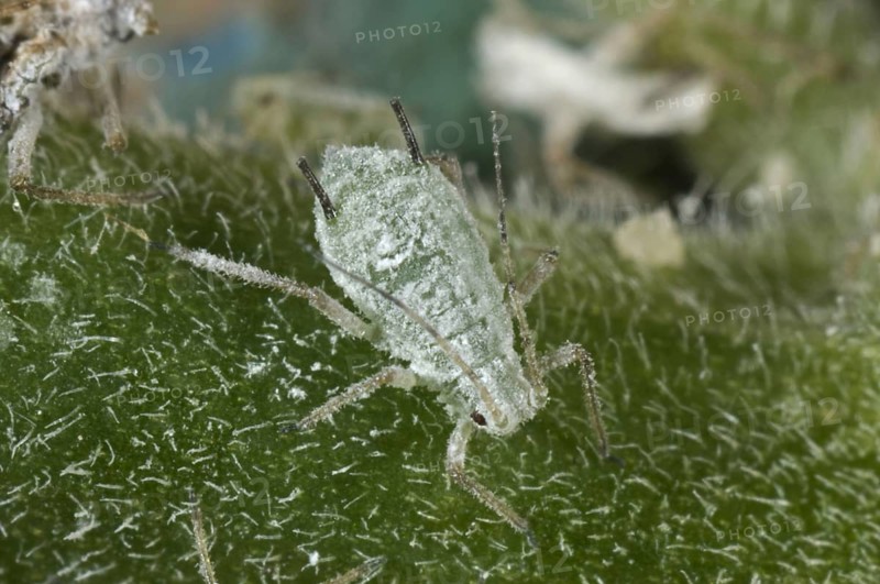 Lupine aphids