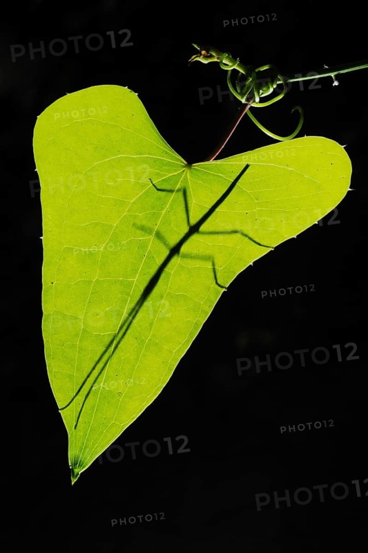 Stick-insect