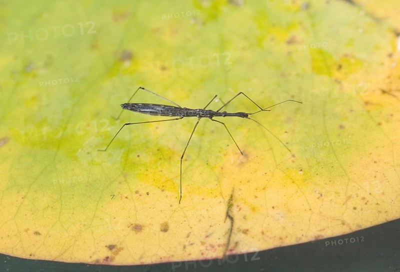 Common Pond Skater