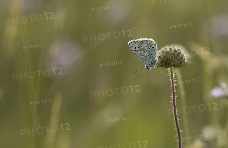 Chalkhill blue