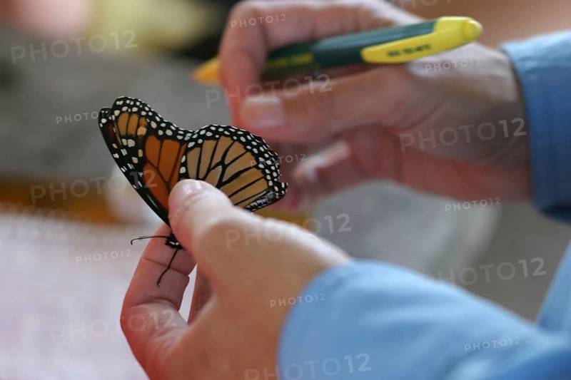 Monarch Butterfly
