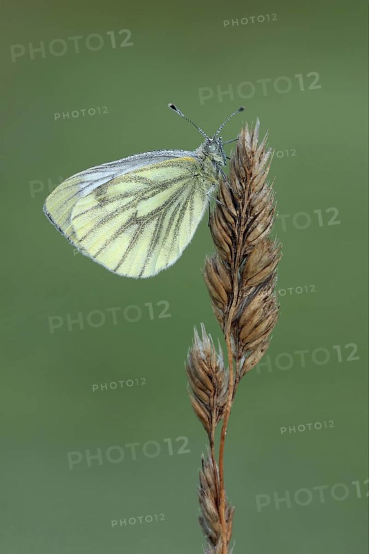 Green-veined White