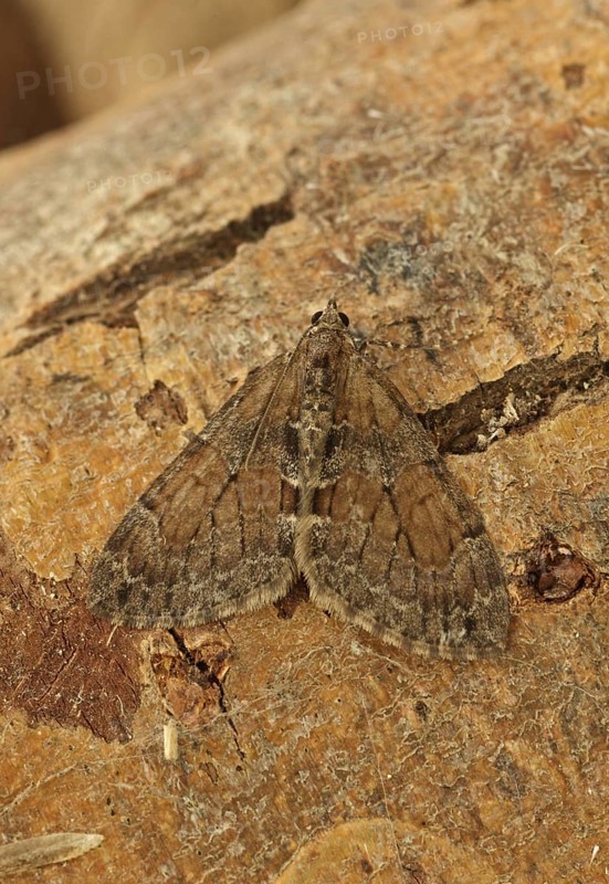 Grey Pine Carpet