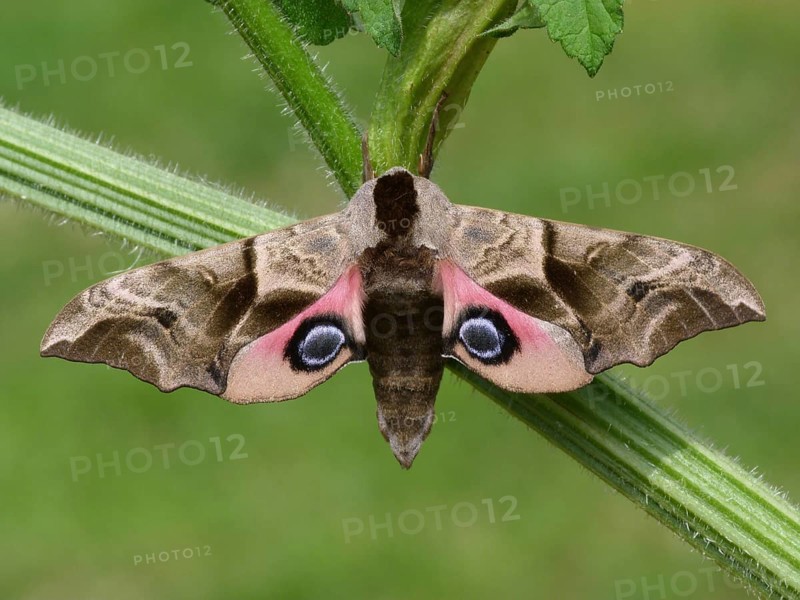Smerinthus ocellatus