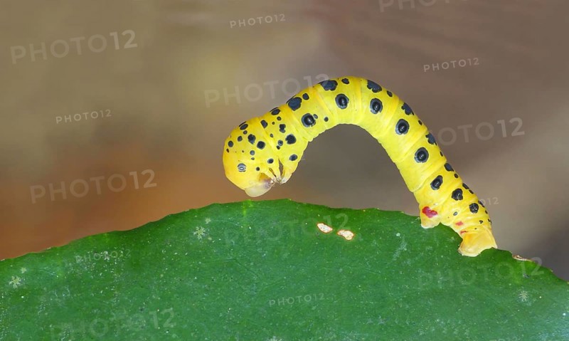 Four o'clock night butterfly caterpillar