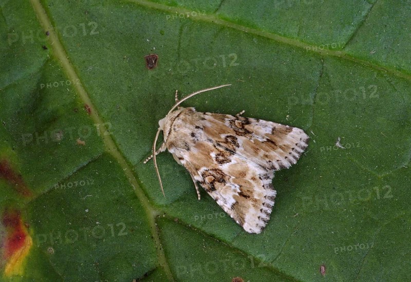 Dusky sallow