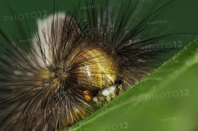 Pale Tussock