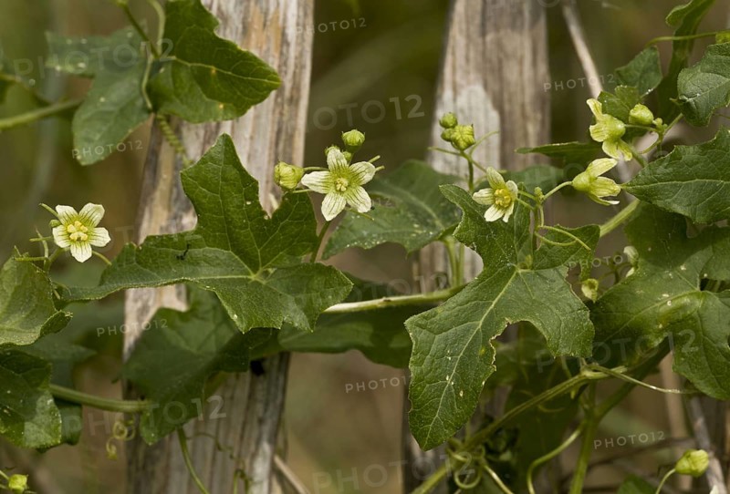 White Bryony