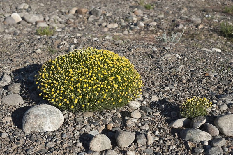 Senecio