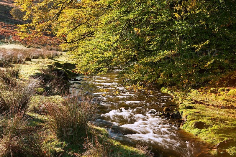 River and overhanging beech trees with leaves in autumn colours