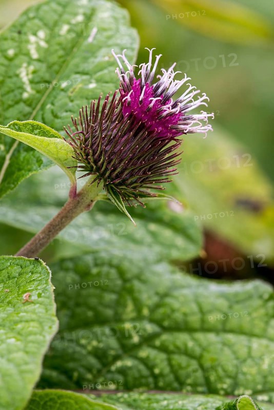 Small burdock
