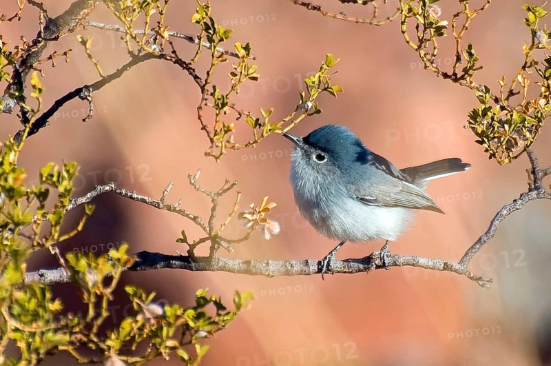 Blue Gnatcatcher