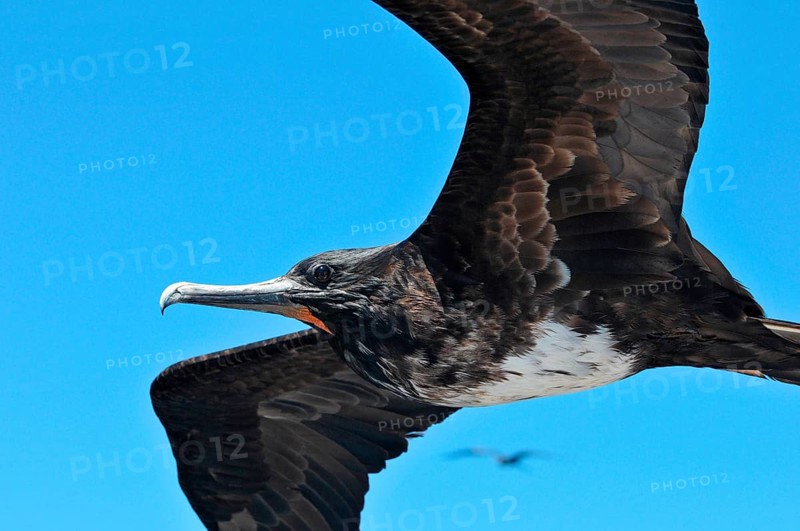 Magnificent Frigatebird