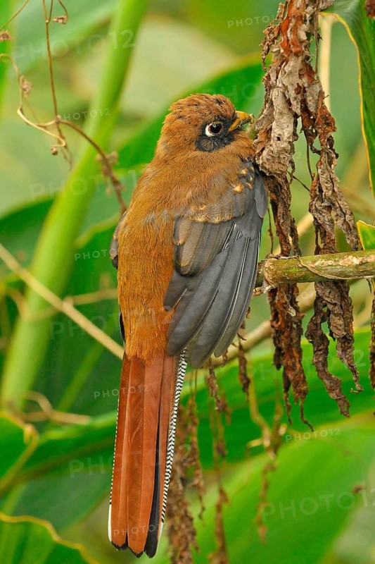 Masked Trogon