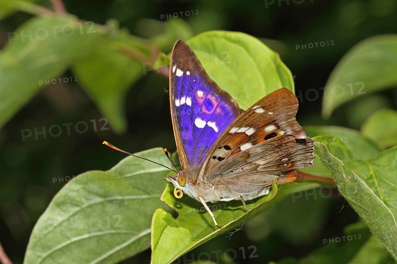 Lesser Schiller Butterfly