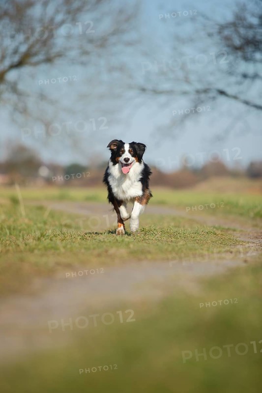 Australian Shepherd