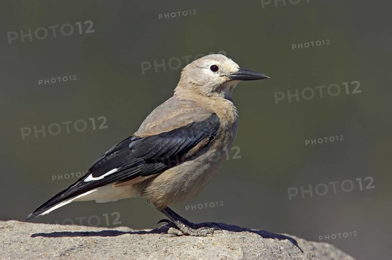 Clark's nutcracker