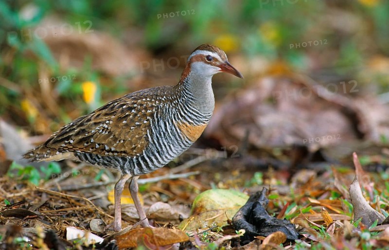 Buff-banded rail