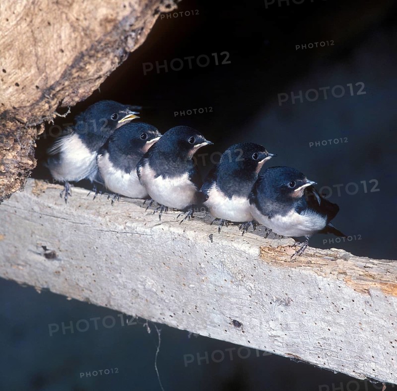 Barn Swallow
