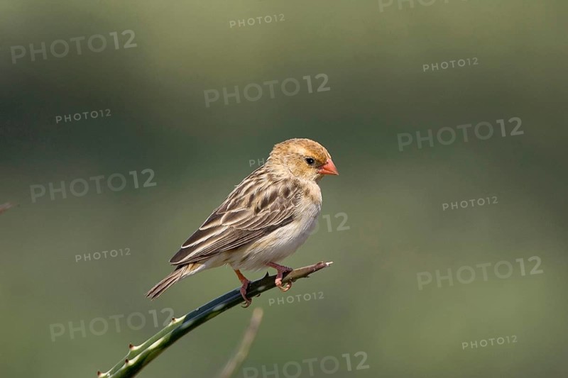 Straw-tailed Whydah