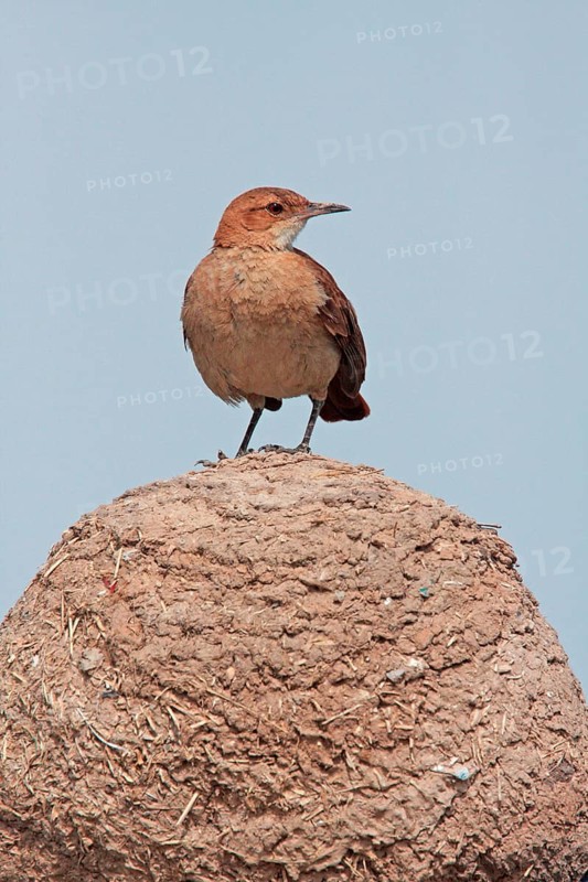 Rufous Hornero