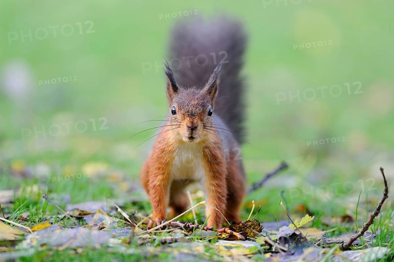 Eurasian red squirrel
