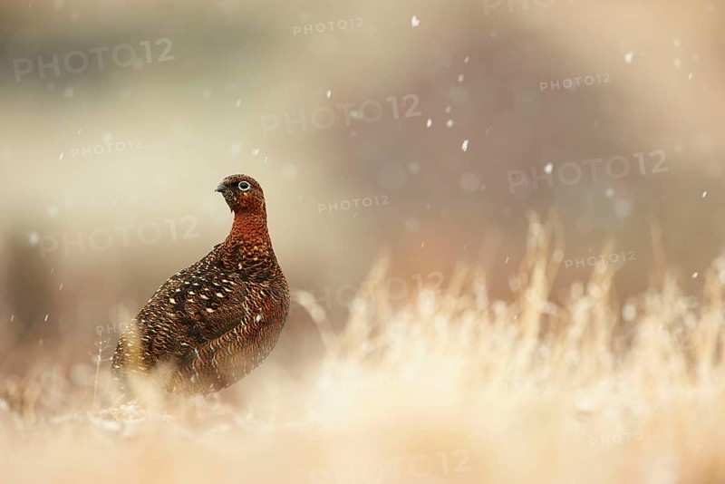 Red Grouse