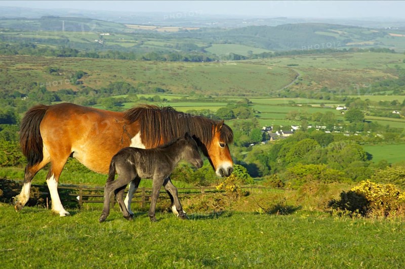 Dartmoor Pony