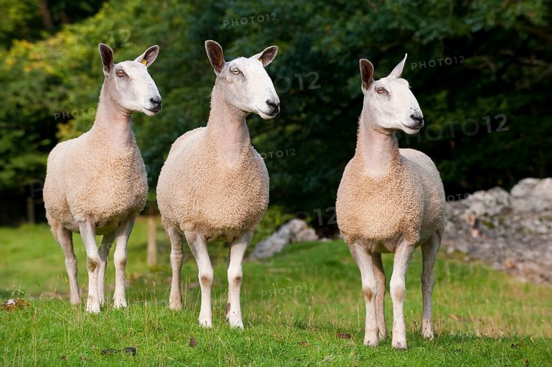 Domestic Sheep
