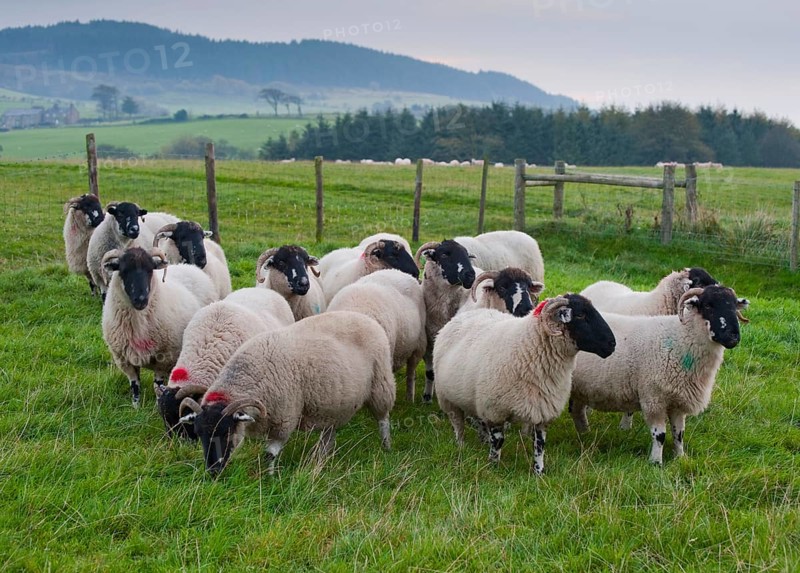 Domestic sheep