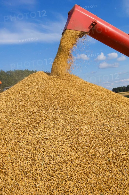 Common oat
