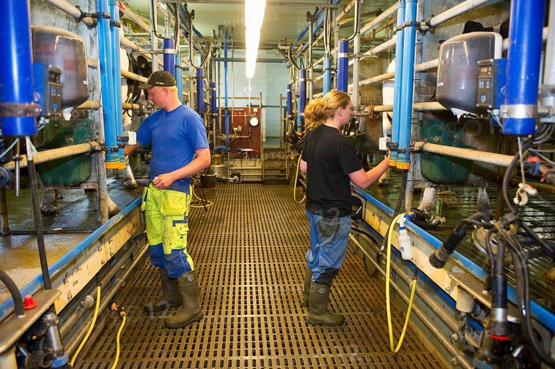 Dairy farmers working in the milking parlour