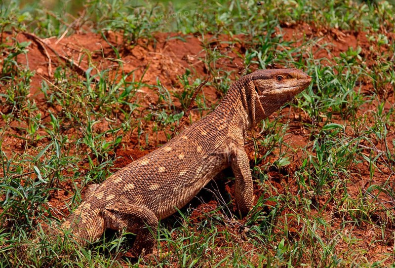 Savannah monitor