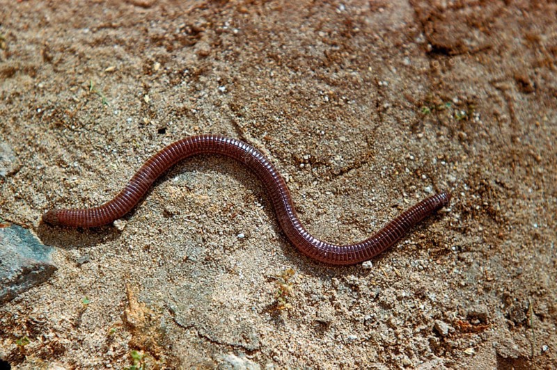 Iberian worm lizard