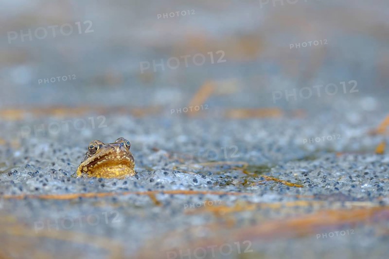 Grass Frog