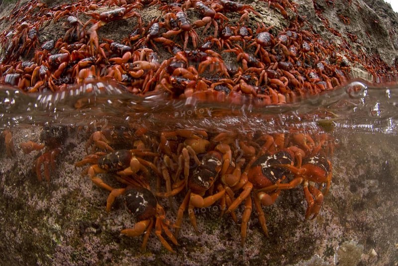 Christmas island red crab