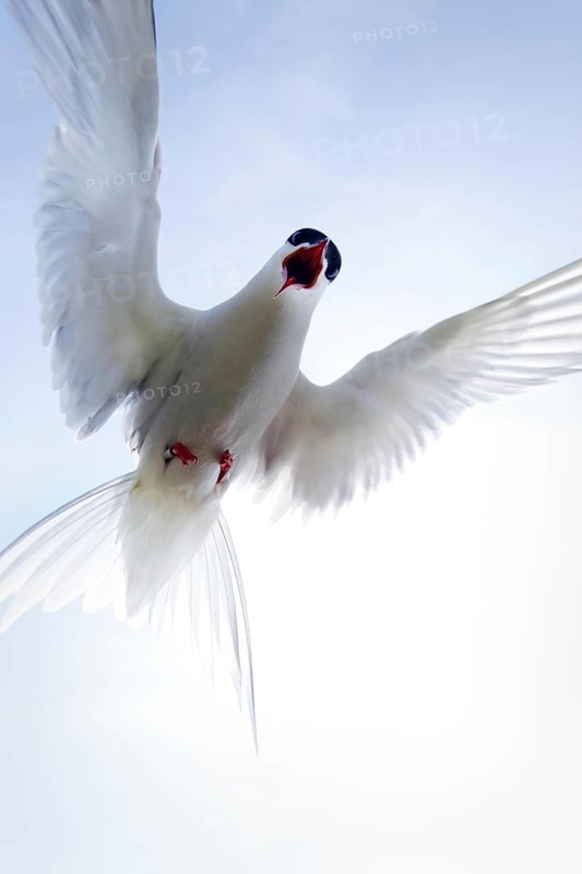 Arctic terns