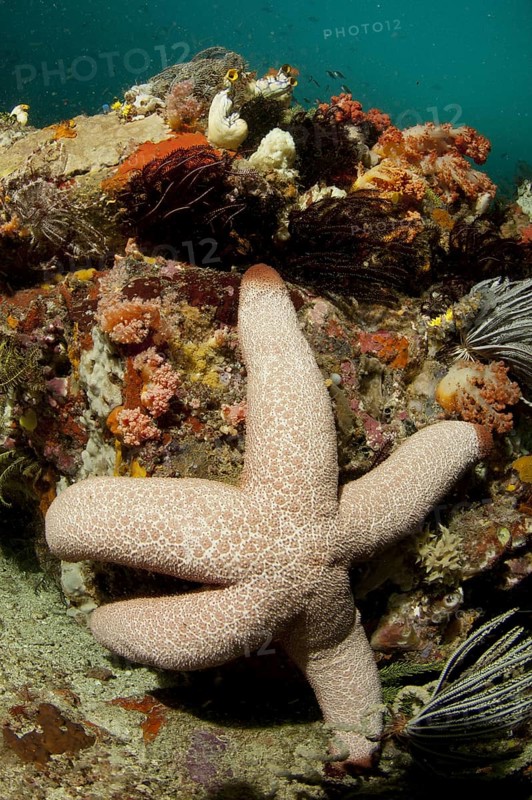 Catala's Starfish